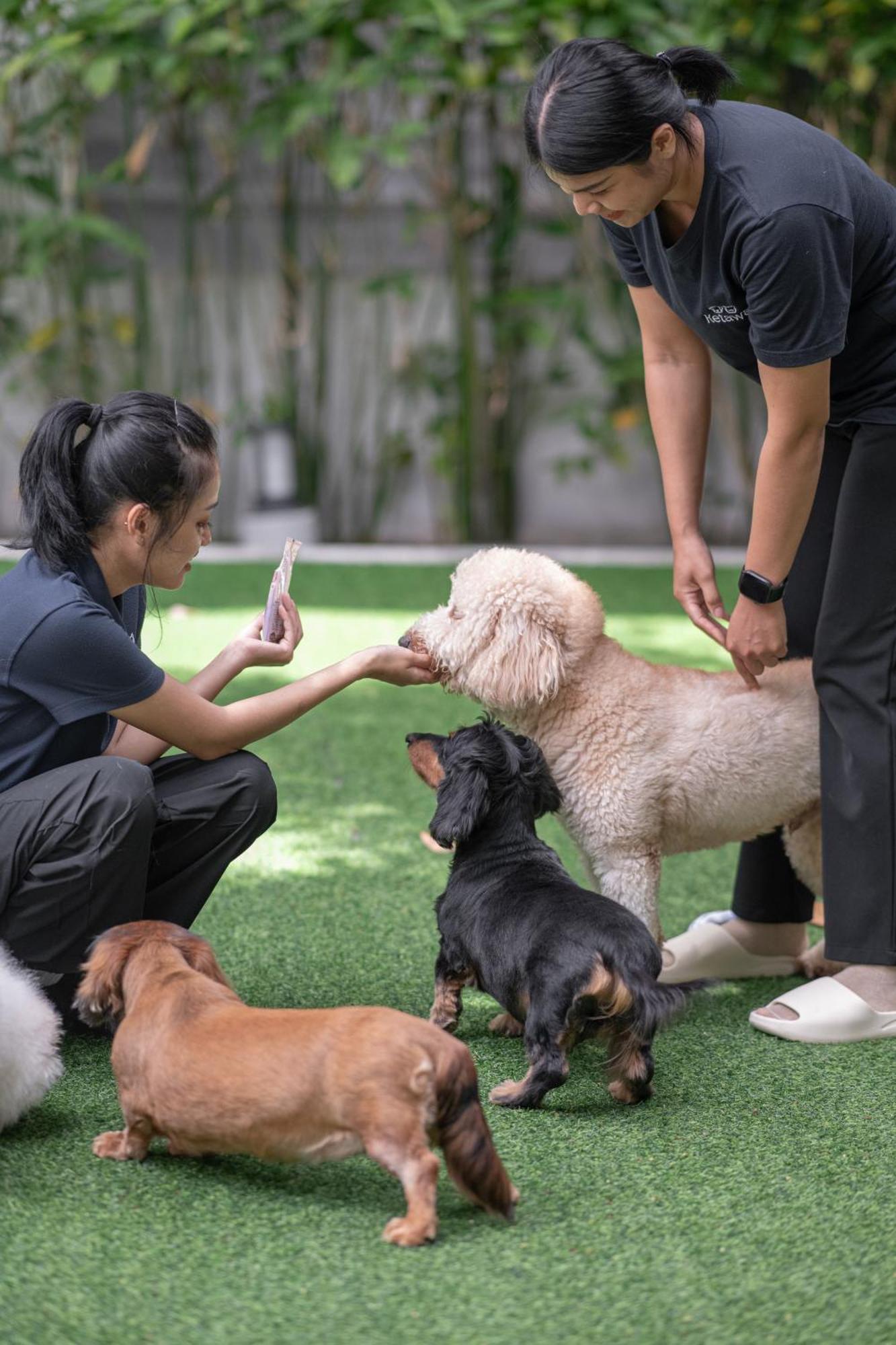 Ketawa Pet Friendly Hotel Csiangmaj Kültér fotó